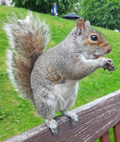 Squirrel 10 - Mousepad