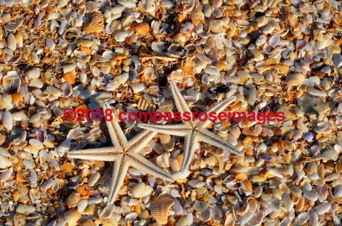 Starfish Greeting Card 8X10 Matted Print (5X7 Photo) 11X14 (8X10