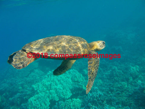 Turtle 2 Greeting Card 8X10 Matted Print (5X7 Photo) 11X14 (8X10