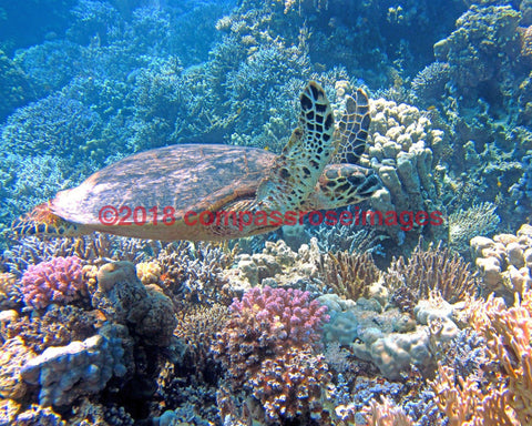 Turtle 3-Canvas Canvas - 12 X