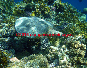 Turtle 4 Greeting Card 8X10 Matted Print (5X7 Photo) 11X14 (8X10