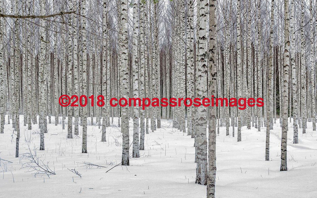 Birch Trees - 2 Greeting Card 8X10 Matted Print (5X7 Photo) 11X14 (8X10