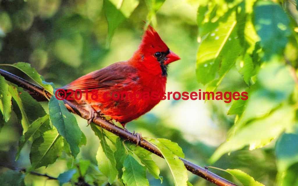 Cardinal 2 Greeting Card 8X10 Matted Print (5X7 Photo) 11X14 (8X10