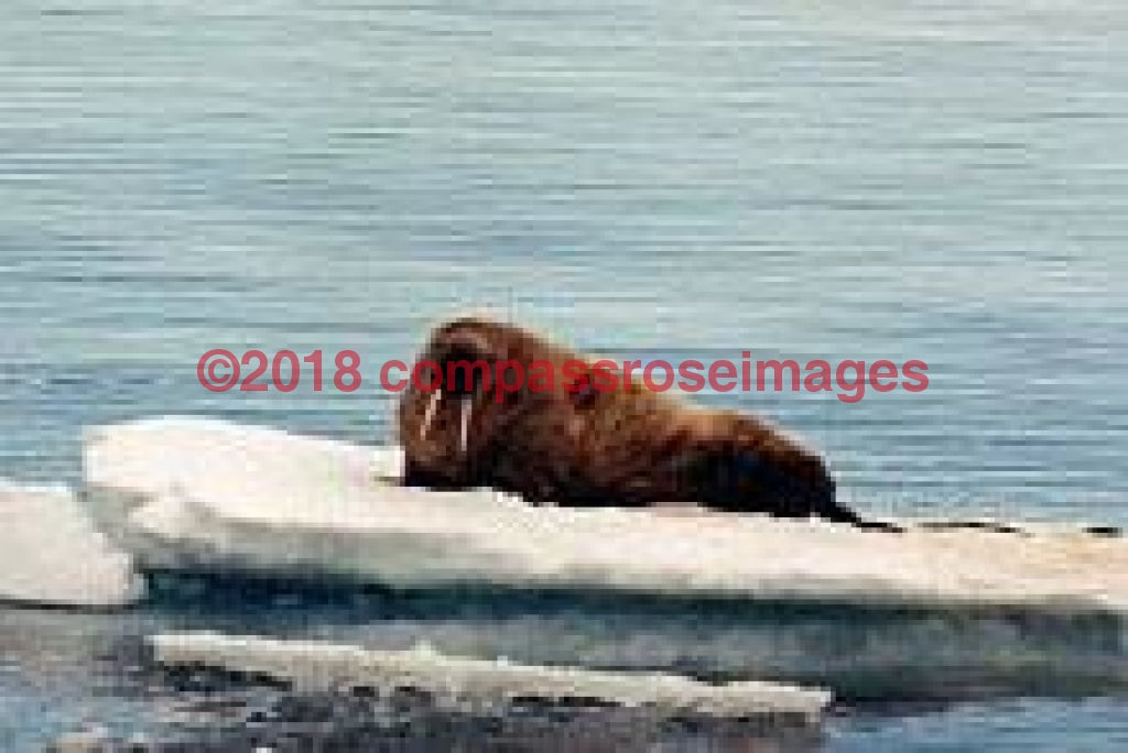 Walrus 1-Canvas Canvas-10 X 10 Canvas