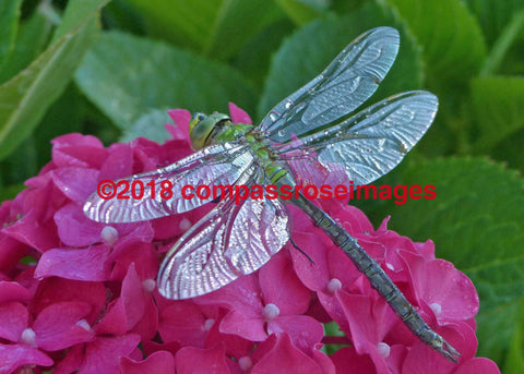 Dragonfly 1 Greeting Card 8X10 Matted Print (5X7 Photo) 11X14 (8X10