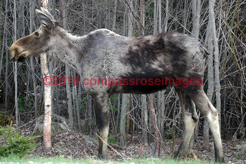Moose 4-Canvas Canvas-10 X 10 Canvas