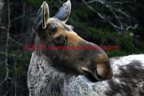 Moose 5-Canvas Canvas-10 X 10 Canvas