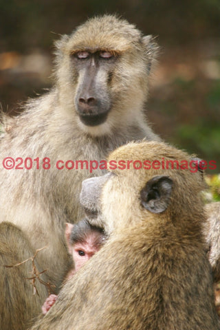 Monkey 6-Canvas Canvas-10 X 10 Canvas