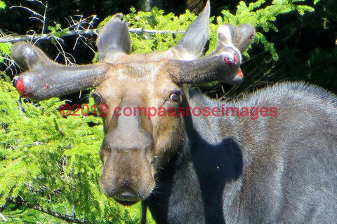 Moose 3-Metal Metal - 8 X 10