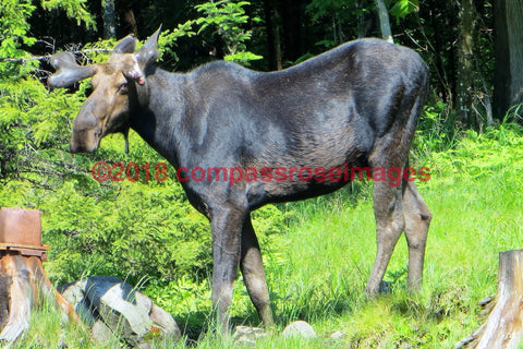 Moose 2-Canvas Canvas-10 X 10 Canvas