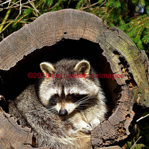 Raccoon 7-Tiles 4.25’’X4.25’’ Tile With Cork Back Ceramic Tile