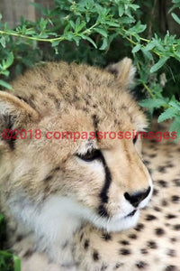 Cheetah 6 Greeting Card 8X10 Matted Print (5X7 Photo) 11X14 (8X10
