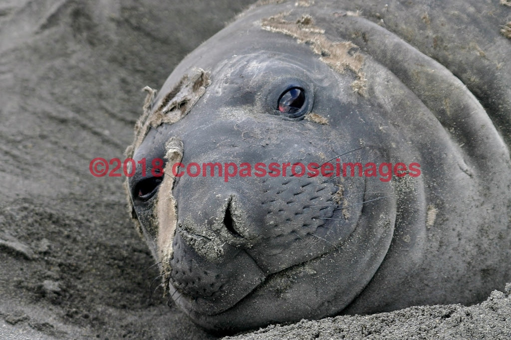 Seal 2-Canvas Canvas-10 X 10 Canvas