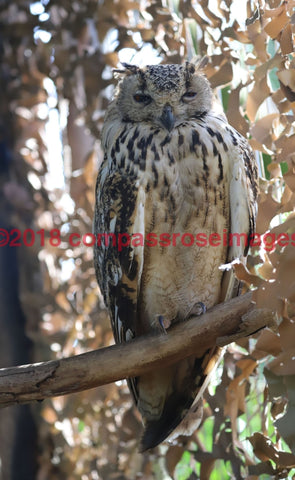 Eagle Owl 15-Metal Metal - 8 X 10