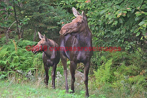 Moose 25-Canvas Canvas-10 X 10 Canvas