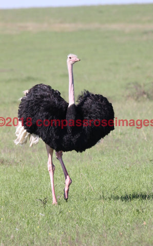 Ostrich 3-Canvas Canvas-10 X 10 Canvas