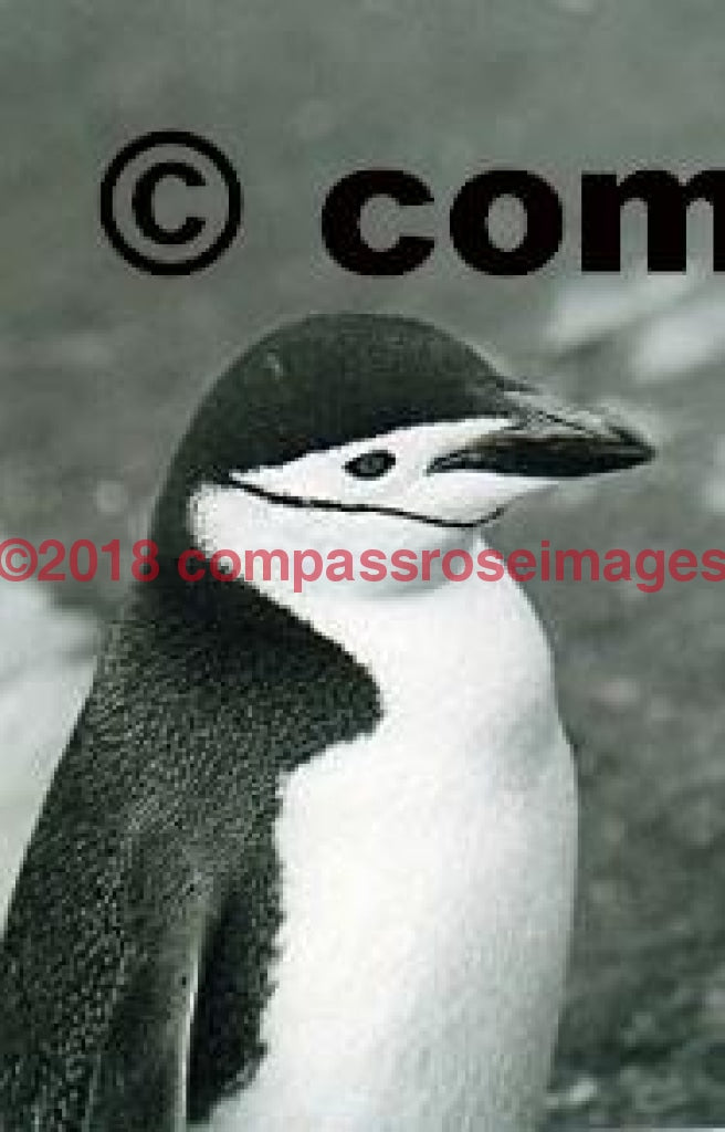 Penguin 25 Greeting Card 8X10 Matted Print (5X7 Photo) 11X14 (8X10