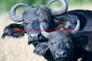 Buffalo African 1-Canvas Canvas-10 X 10 Canvas