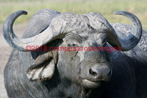 Buffalo African 2-Metal Metal - 8 X 10