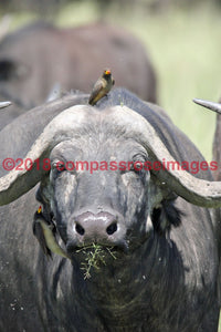 Buffalo African 9-Canvas Canvas-10 X 10 Canvas