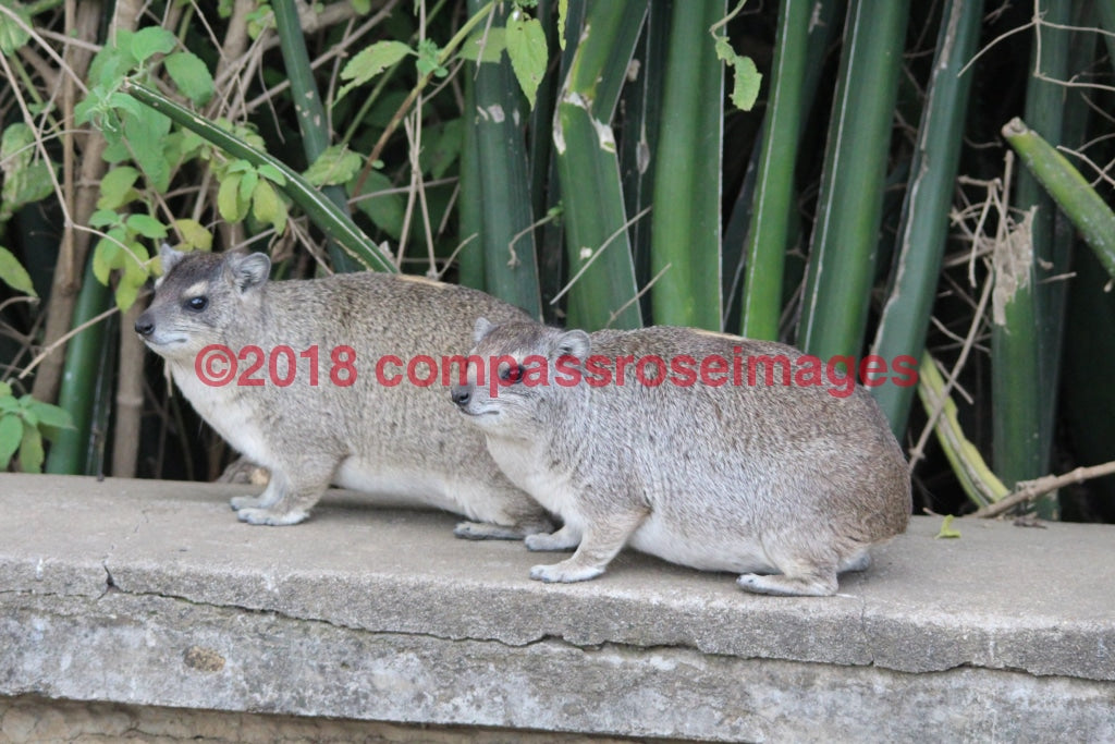 Hyrax 1 Greeting Card 8X10 Matted Print (5X7 Photo) 11X14 (8X10