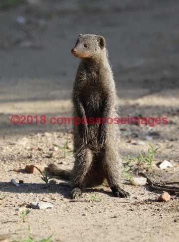 Mongoose 1-Metal Metal - 8 X 10