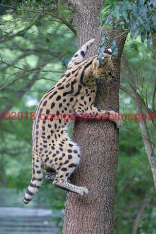 Serval 2-Canvas Canvas-10 X 10 Canvas