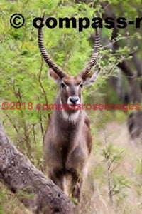 Water Buck African 1 Greeting Card 8X10 Matted Print (5X7 Photo) 11X14 (8X10