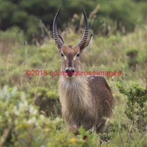 Waterbuck 2-T 4.25X4.25 Tile With Cork Back Ceramic Tile