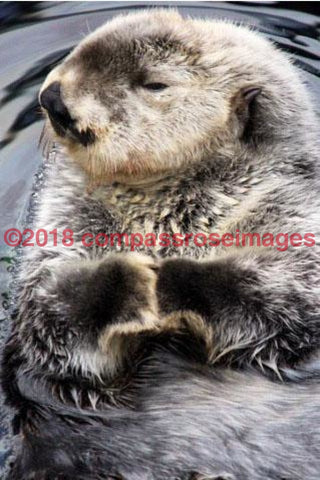 Otter 1-Canvas Canvas-10 X 10 Canvas
