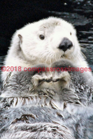 Otter 2-Canvas Canvas-10 X 10 Canvas