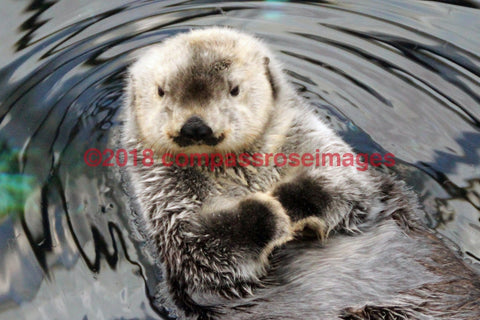 Otter 3-Canvas Canvas-10 X 10 Canvas