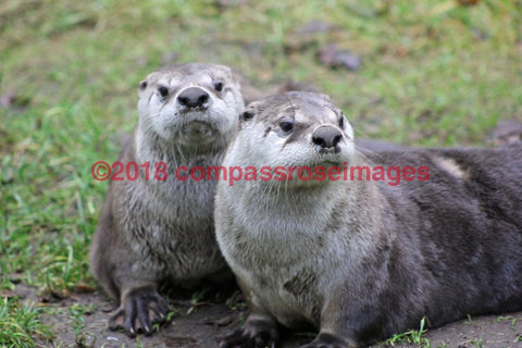 Otter 5-Canvas Canvas-10 X 10 Canvas