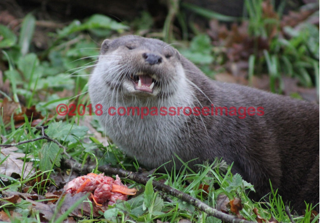 Otter 6-Canvas Canvas-10 X 10 Canvas