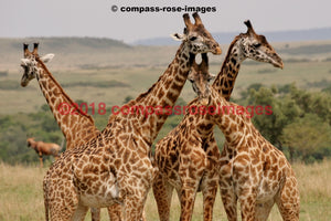 Giraffe 7 Greeting Card 8X10 Photo Print 11X14 Matted (8X10 Photo)