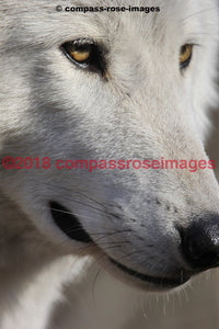 Wolf 11 Greeting Card 8X10 Matted Print (5X7 Photo) 11X14 (8X10