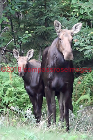 Moose 24-Canvas Canvas-10 X 10 Canvas