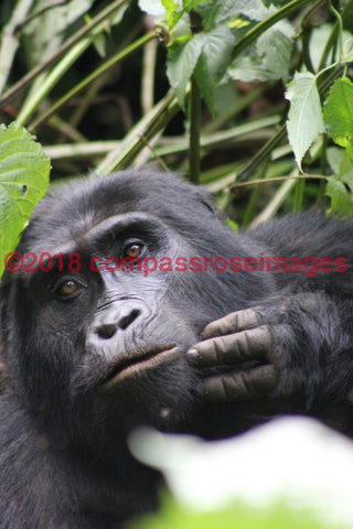 Gorilla 7 Greeting Card 8X10 Matted Print (5X7 Photo) 11X14 (8X10