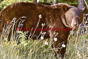 Bear Black Greeting Card 8X10 Matted Print (5X7 Photo) 11X14 (8X10