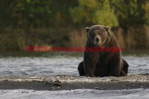 Bear, Brown 1-Canvas