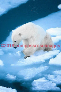 Polar Bear 3 Greeting Card 8X10 Matted Print (5X7 Photo) 11X14 (8X10