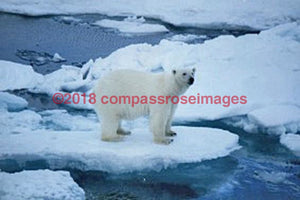 Polar Bear 4 Greeting Card 8X10 Matted Print (5X7 Photo) 11X14 (8X10