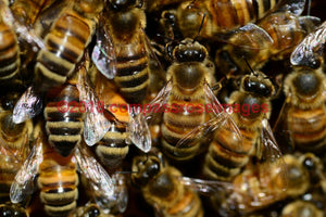 Bees 1