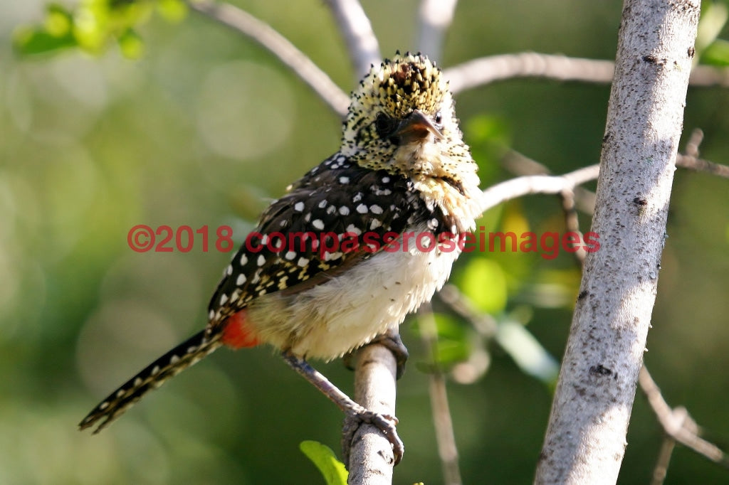 Barbet Red & Yellow Greeting Card 8X10 Matted Print (5X7 Photo) 11X14 (8X10