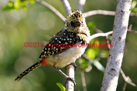 Barbet Red & Yellow Greeting Card 8X10 Matted Print (5X7 Photo) 11X14 (8X10