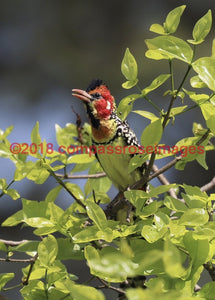 Barbet Red & Yellow 2 Greeting Card 8X10 Matted Print (5X7 Photo) 11X14 (8X10