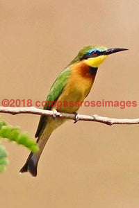 Bee Eater Greeting Card 8X10 Matted Print (5X7 Photo) 11X14 (8X10