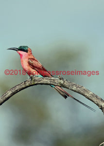 Bee Eater 2-Canvas