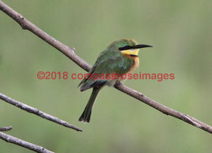 Bee Eater 3-Canvas