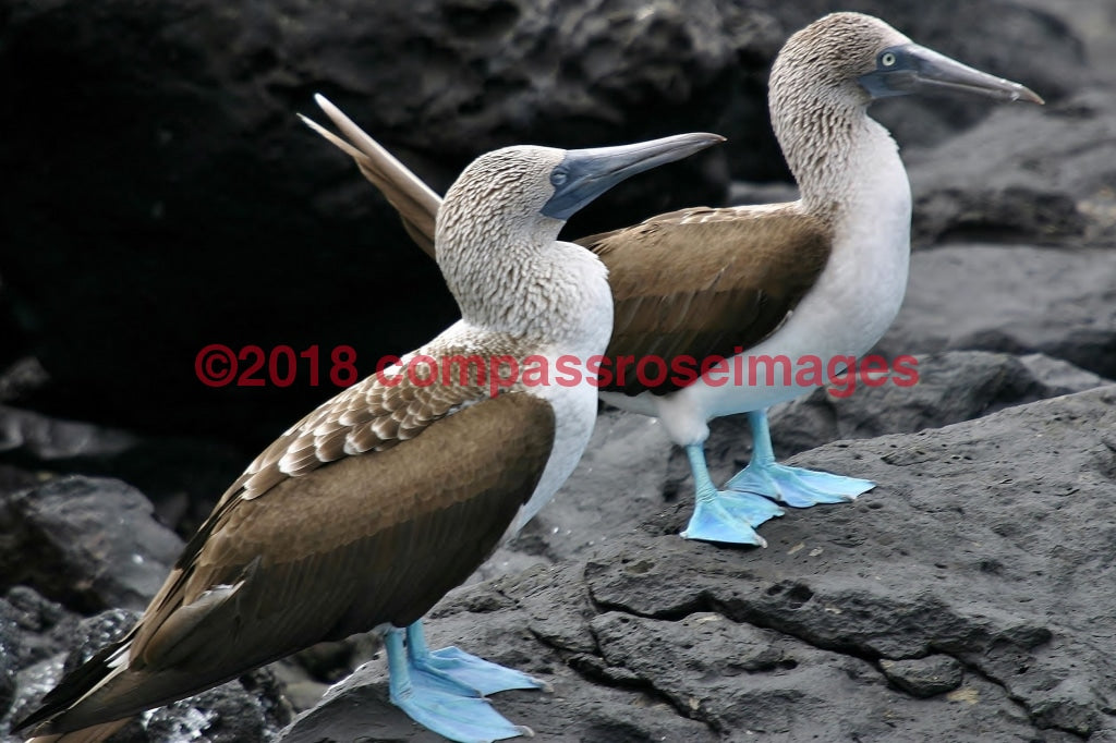 Blue Footed Boobies 1 Greeting Card 8X10 Matted Print (5X7 Photo) 11X14 (8X10